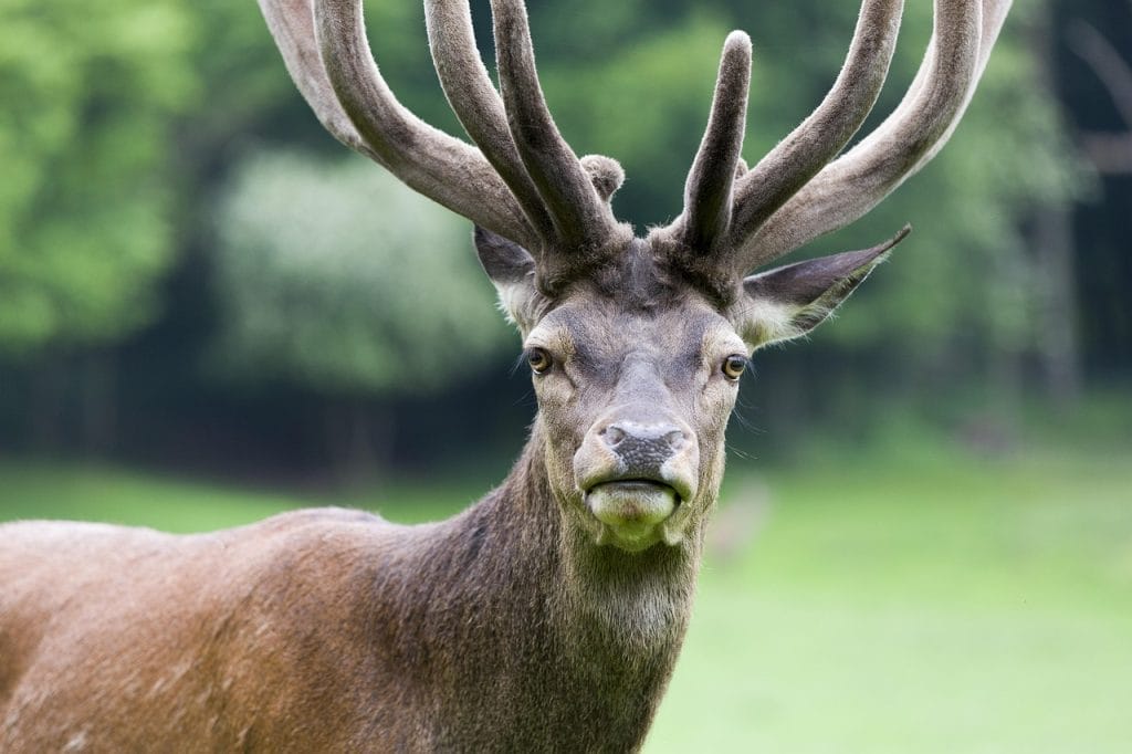 deer, wildlife, antler, nature, sauerland, vosswinkel, nature park